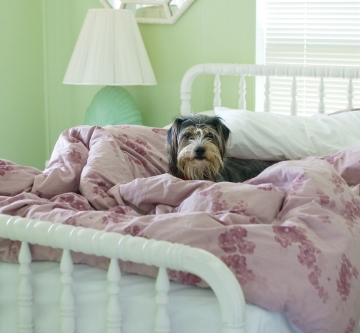 feather bed covers to protect against pets