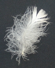 semiplume feather, down feather, pacific coast feather