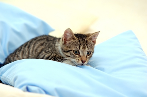 bedding encasement, protect against pet bedding encasement, protect against pet