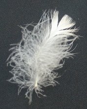 semiplume feather, down feather, pacific coast feather